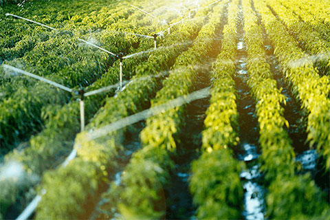 Image of sprinklers irrigating an agricultural crop