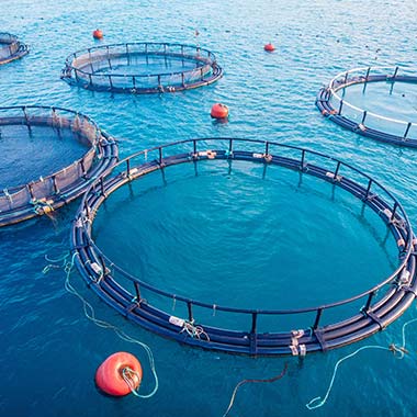 Yetiştirilen deniz ürünlerini tutan akuakültür ağ kafesleri. Balıklar suda çözünmüş oksijene ihtiyaç duyar ancak çok fazla olması hastalığa neden olabilir.